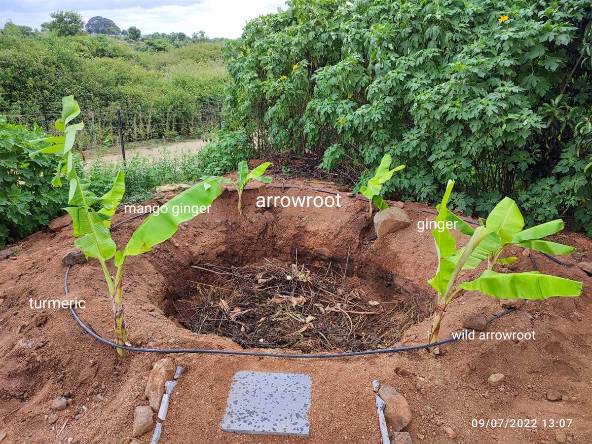 Labelled companion planting circle with turmeric, ginger and arrowroot