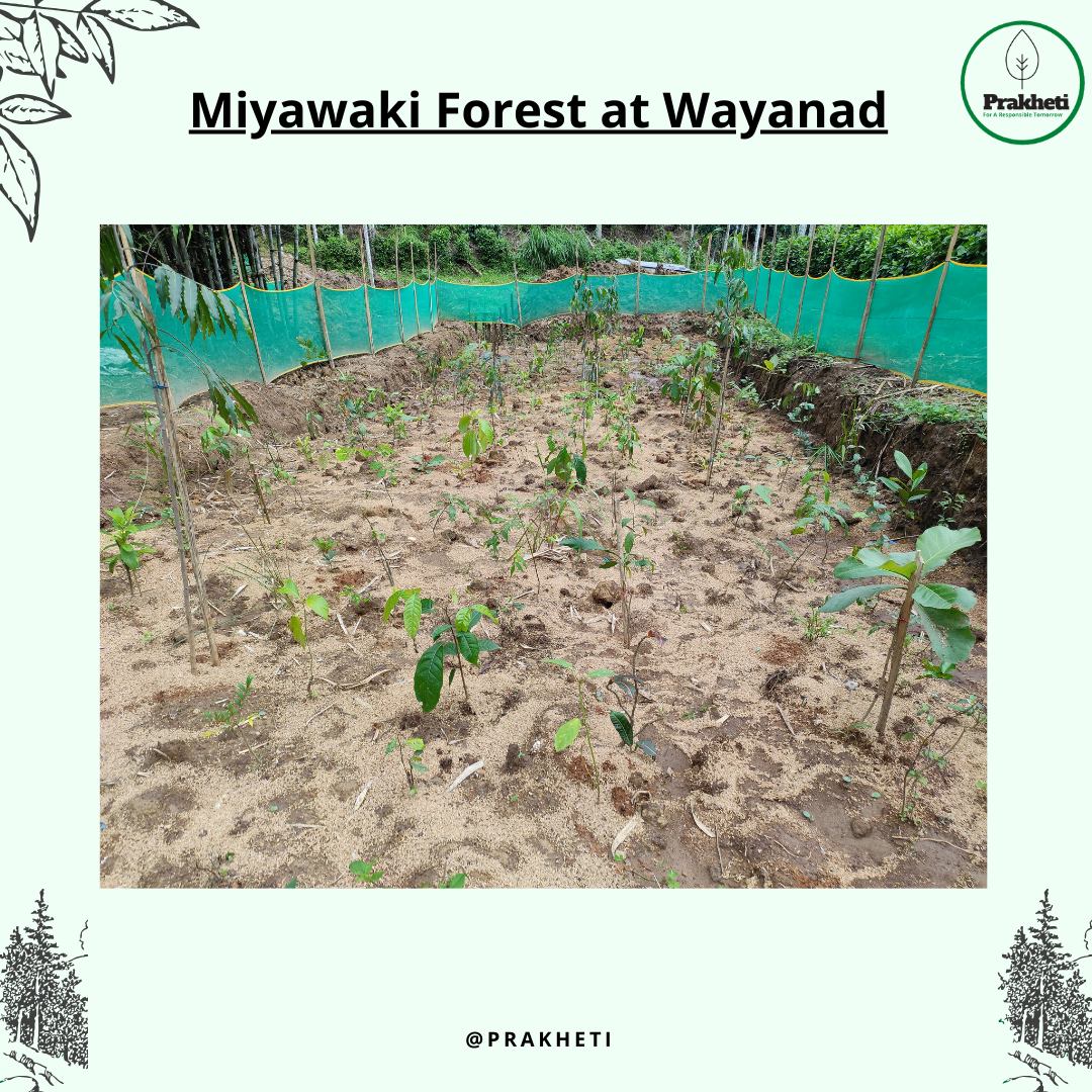Miyawaki micro-forest plantation at Wayanad