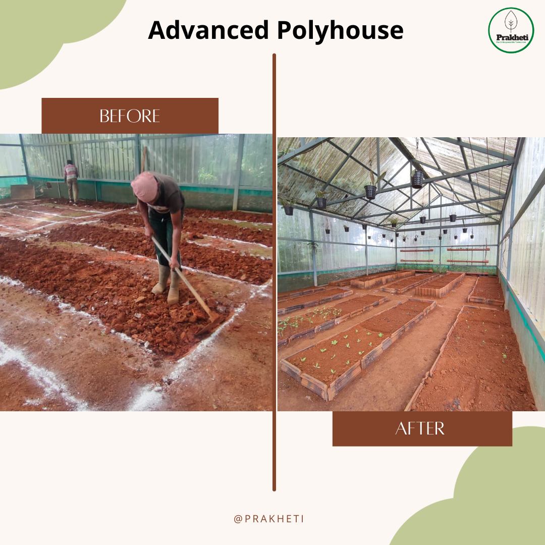 Advanced polyhouse setup before and after