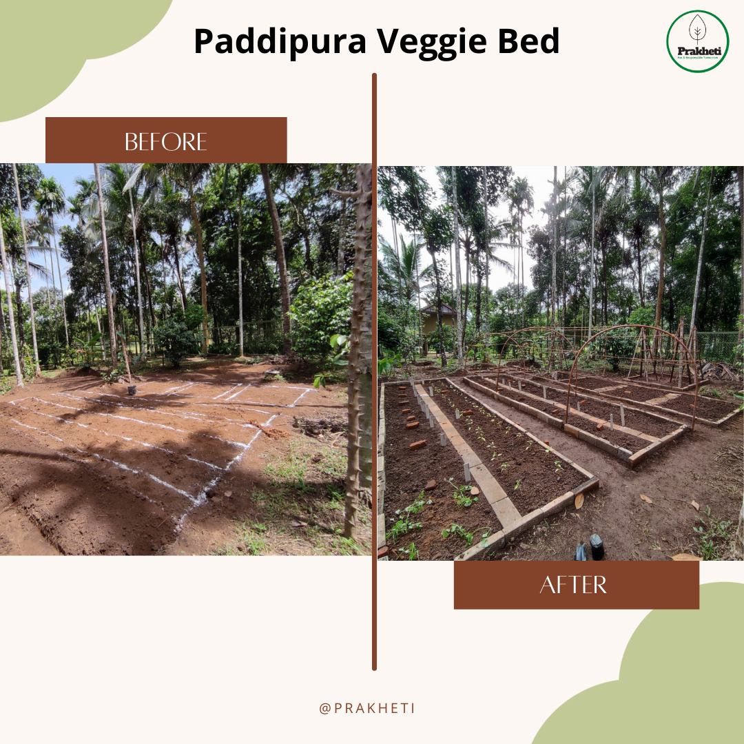 Paddipura veggie bed before and after