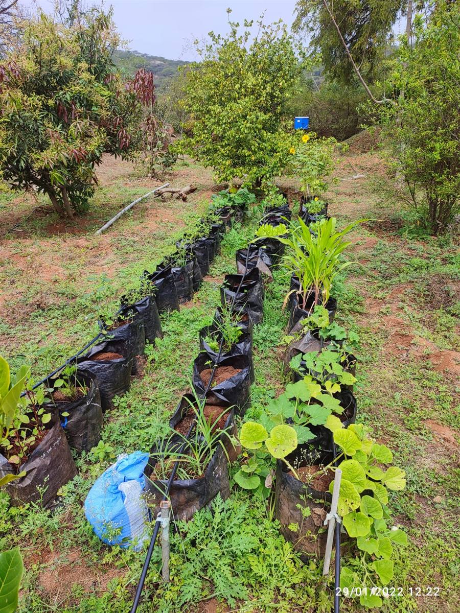 Community seed nursery with heirloom and native seedlings